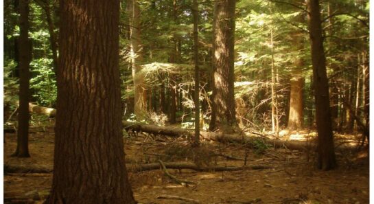 Cover Page_EEA Response to Report of the Climate Forestry Committee
