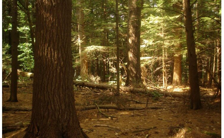 Cover Page_EEA Response to Report of the Climate Forestry Committee
